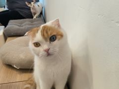 -有喵·猫咖·狗咖·30几只猫10只小狗(岗厦店)
