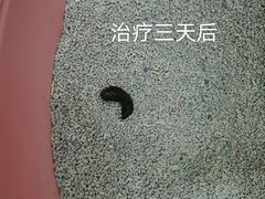 -纳吉亚猫专科动物医院(康都外科中心)