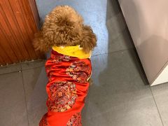-Tim炒酸奶