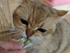 -南京Hallo宠物乐园·哈罗犬舍·柴犬繁育基地