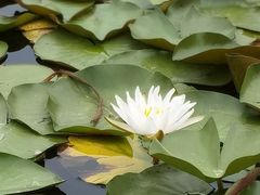 -白鹭湾湿地公园