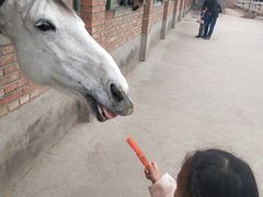 -北京群众马术培训基地