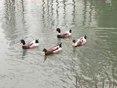 -乌村