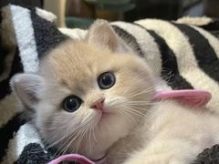 -猫十亿·布偶金渐层·曼基康矮脚猫舍(青年路店)