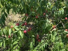 -南汇新场正宗水蜜桃采摘