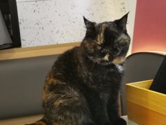 -喵园·猫主题咖啡厅·撸猫·猫咖(国贸店)