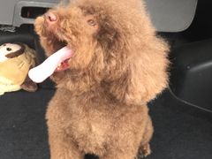 -Oh My Dog宠物沙龙(伊珊娜皮毛护理店)