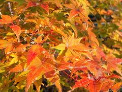 -证大大拇指广场(芳甸路店)