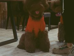 -百好乐宠物友好餐厅(朝外大街店)