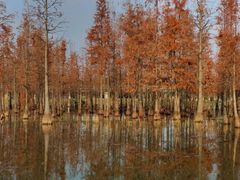 -白鹭湾湿地公园