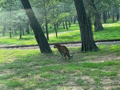 -秦皇岛野生动物园