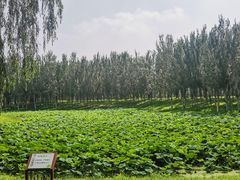 -东郊湿地公园