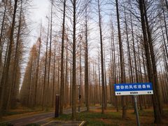 -黄海国家森林公园