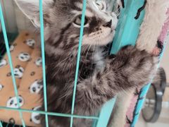 -艾吉宠物医院·疑难杂症转诊中心·猫友好(碧江路院)