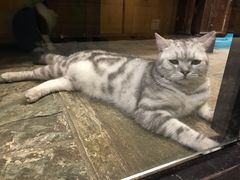 -猫咪博物馆(顶澳仔猫街店)