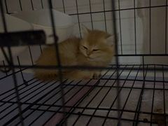 -喵百万·布偶·蓝金金渐层英短·猫舍(百子湾店)