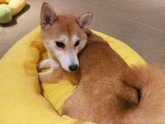 -逗柴咖啡屋·狗咖猫咖宠物桌游