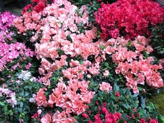-双季花艺园艺市场(浦东店)