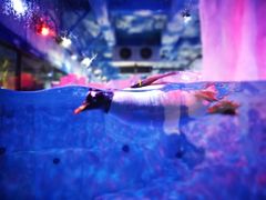 -芜湖新华联大白鲸海洋公园