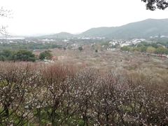 -香雪海