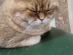 -猫小院猫主题餐厅(南锣旗舰店)