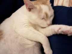 -瑞鹏宠物医院·骨科·猫科·内科(第一中心)
