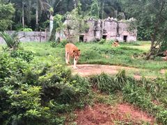 -海南热带野生动植物园
