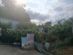 -老袁家蜜桃农场·阳山水蜜桃