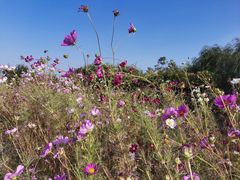 -武清南湖绿博园