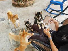 -柴犬高等学院·狗咖·柴犬售卖·宠物训练