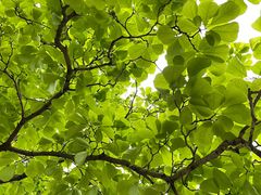 -国家植物园南园