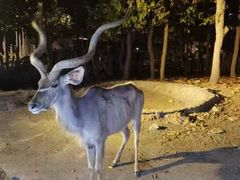 -清迈夜间动物园