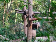 -成都大熊猫繁育研究基地
