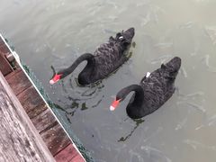 -五缘湾湿地公园