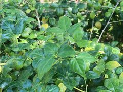 -广州神农草堂中医药博物馆