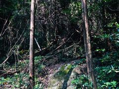 -花岩国家森林公园