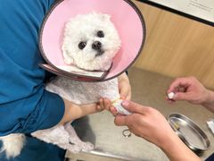 -米苏动物医院·犬猫专科·骨科外科内窥镜