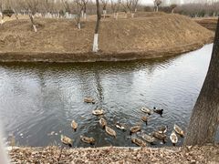 -东郊湿地公园