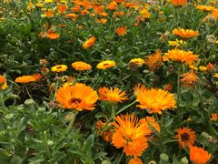 -松山湖梦幻百花洲