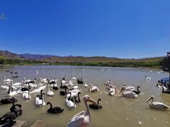 -新疆天山野生动物园