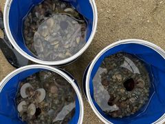 -红树林天天赶海