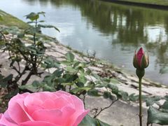 -上海鲜花港