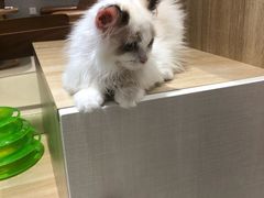 -藏猫猫咖啡主题馆(中央大道店)