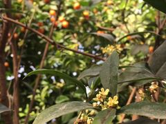 -呀路古热带植物园