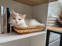 -平行世界·猫咖(首经贸店)