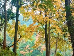 -广州市石门国家森林公园