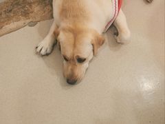 -共舞时光猫咖·狗咖(新街口店)