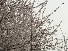 -明秦王墓遗址