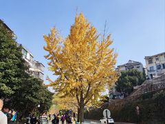 -岳麓山风景名胜区