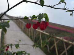 -东部华侨城